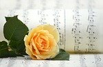 Home rose, yellow rose, blossom, bloom, sheet music, rose flower, flower, songs, love song, beautiful flowers, choir, music, nature, melody, hd wallpaper, notenblatt, valentine's day, yellow, yellow flower, make music, love for music, flower background, flower wallpaper